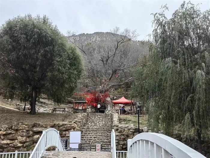 古槐、古皂荚、古榆、古银杏，2023年济南添20处“古树保护园”