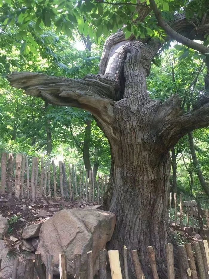 古槐、古皂荚、古榆、古银杏，2023年济南添20处“古树保护园”