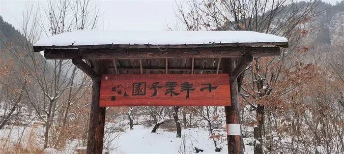 古槐、古皂荚、古榆、古银杏，2023年济南添20处“古树保护园”