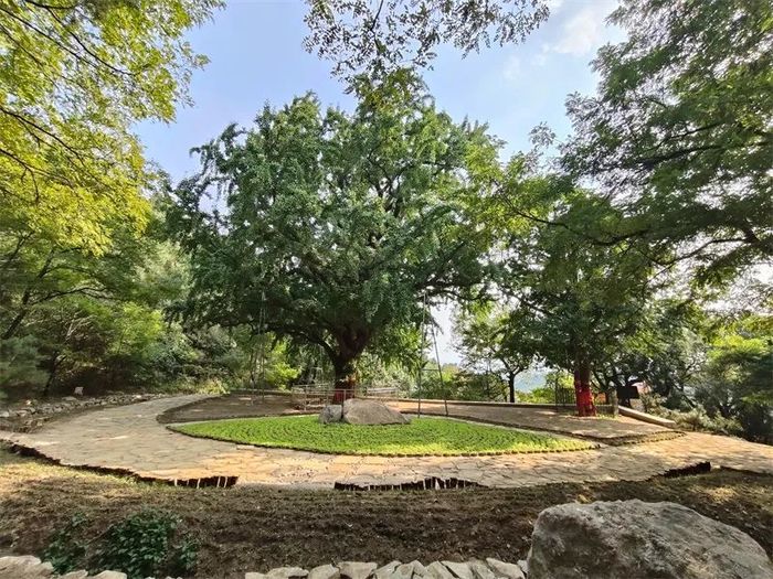 古槐、古皂荚、古榆、古银杏，2023年济南添20处“古树保护园”