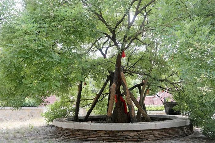 古槐、古皂荚、古榆、古银杏，2023年济南添20处“古树保护园”