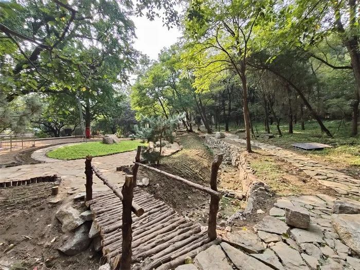 古槐、古皂荚、古榆、古银杏，2023年济南添20处“古树保护园”