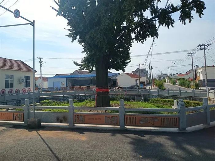 古槐、古皂荚、古榆、古银杏，2023年济南添20处“古树保护园”