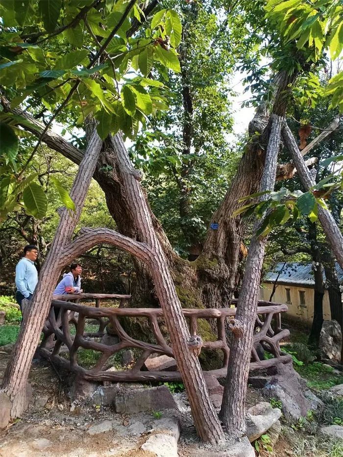 古槐、古皂荚、古榆、古银杏，2023年济南添20处“古树保护园”