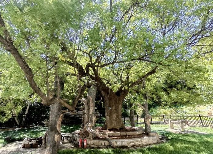 古槐、古皂荚、古榆、古银杏，2023年济南添20处“古树保护园”