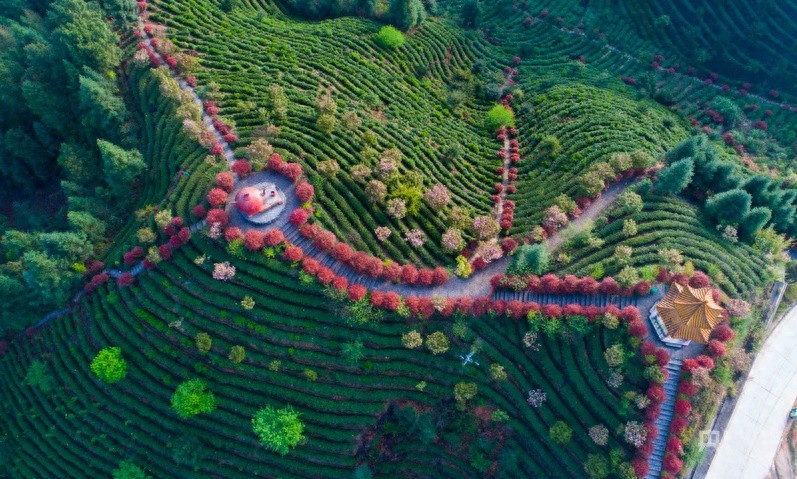 玲珑茶非遗技艺_桂东荣获中国最佳生态旅游示范县称号 新华网_桂东玲珑茶