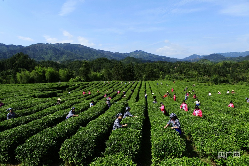 桂东荣获中国最佳生态旅游示范县称号 新华网_玲珑茶非遗技艺_桂东玲珑茶