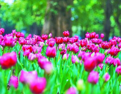 中国南方春节旅游景点推荐_南方春节赏花攻略_南宁市二日游必去景点