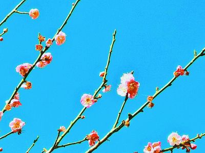 南宁市二日游必去景点_南方春节赏花攻略_中国南方春节旅游景点推荐