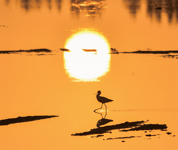 社会主义生态文明理念是什么_习近平生态文明建设理论体系_习近平生态文明思想