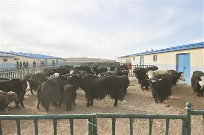 生态畜牧业合作社 牦牛产业发展 青海牦牛产业_果洛州生态畜牧业