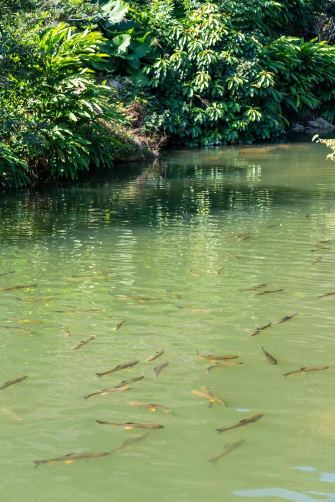 北溪文苑_永春五一旅游攻略_永春云河谷门票多少钱