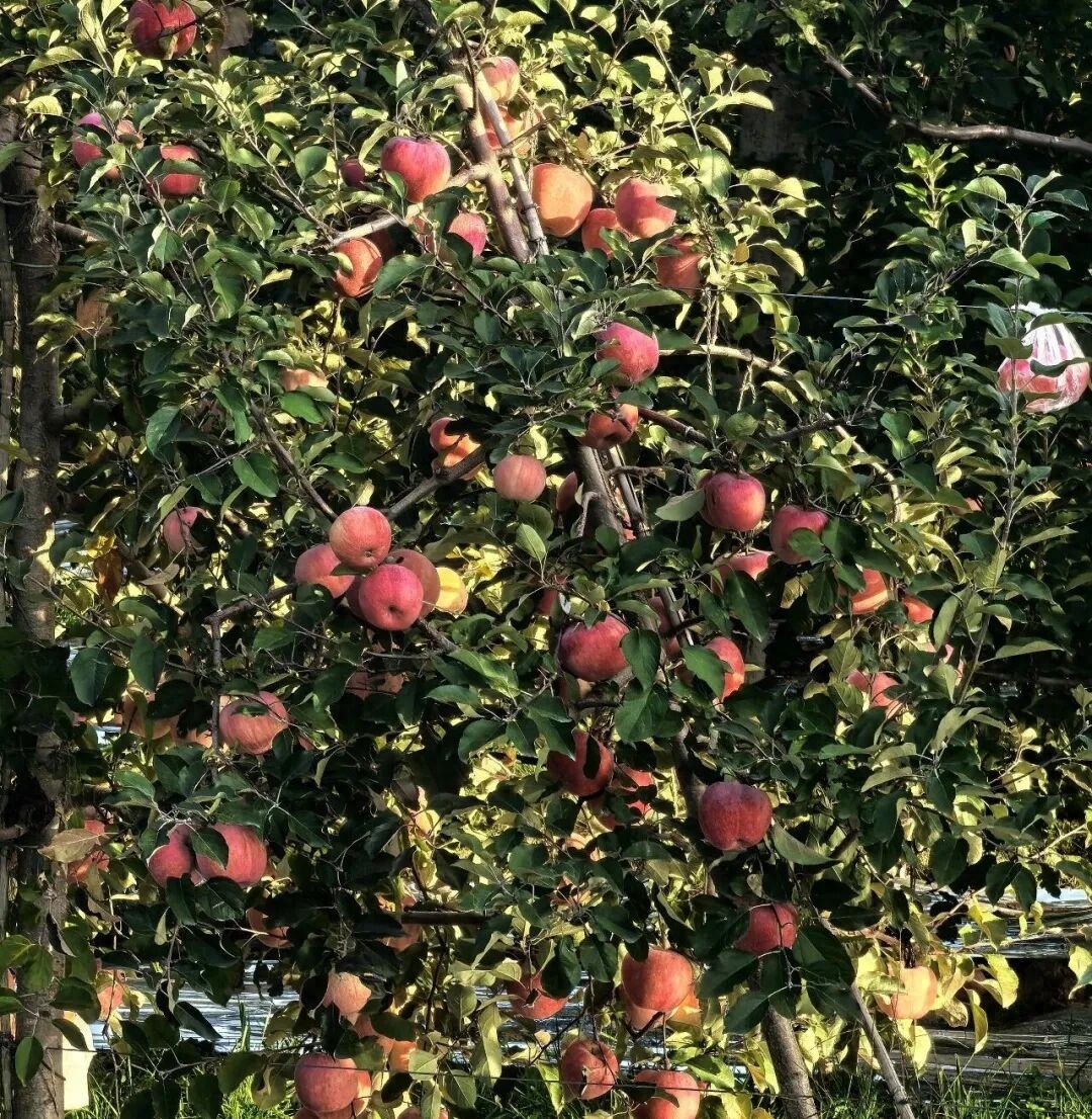 生态苹果种植_生态苹果品牌_苹果生态系统是什么