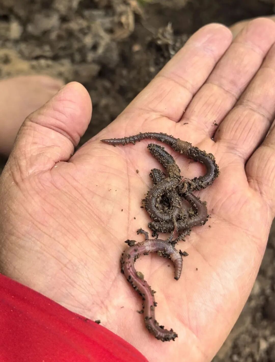 生态苹果种植_生态苹果品牌_苹果生态系统是什么