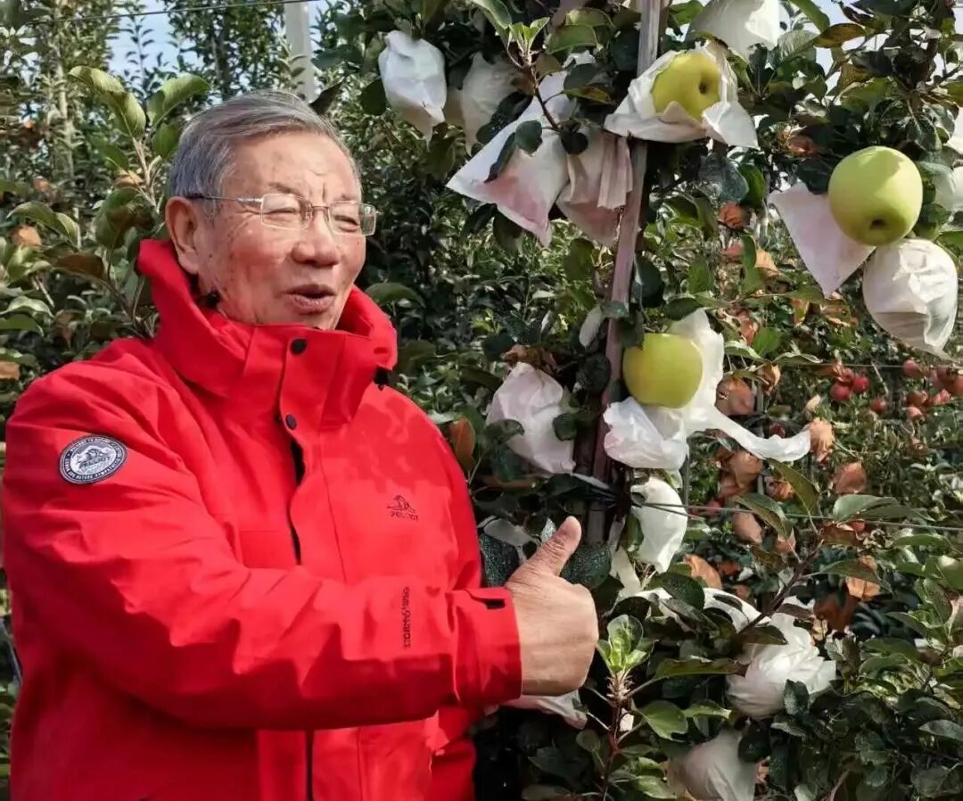 生态苹果品牌_生态苹果种植_苹果生态系统是什么