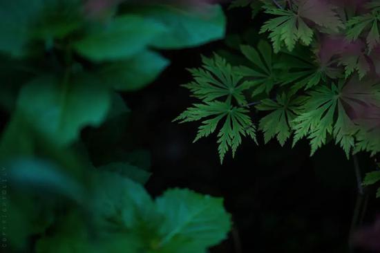 图片来源微博@空谷寻芳