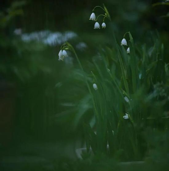 图片来源微博@空谷寻芳