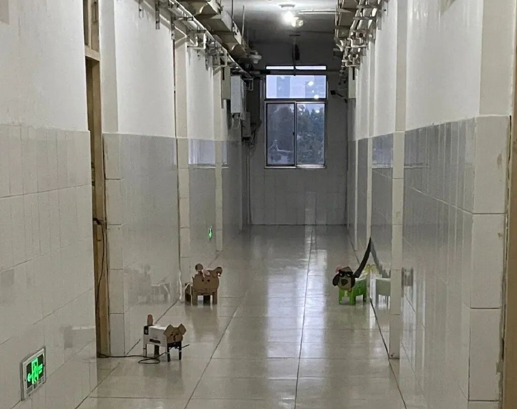 高校流行纸壳宠物_宠物包毛纸有什么用_大学生制作纸壳宠物