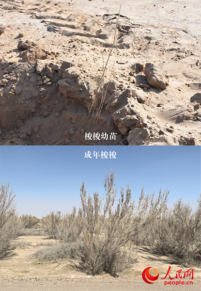 梭梭生长对比图。人民网 刘文邦摄