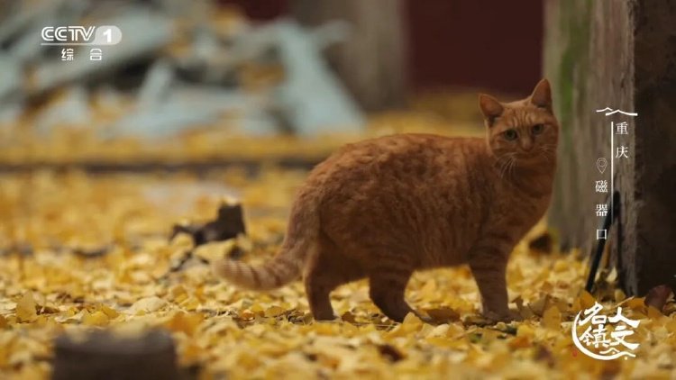 磁器口古镇 千年渡口 重庆山城 _ 毛血旺 味觉符号 重庆小吃 _磁器口码头文化