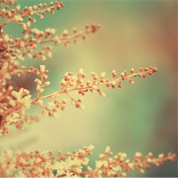 ipad不越狱用什么下载软件_PP助手ITOOLS安装教程_安装非越狱软件