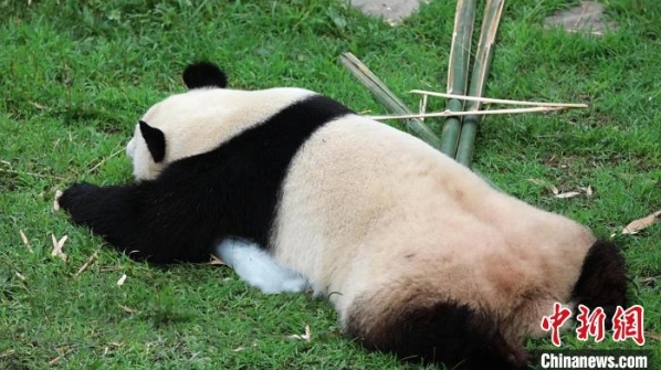 沈阳森林动物园大熊猫避暑_大熊猫夏季降温方法_沈阳熊猫馆