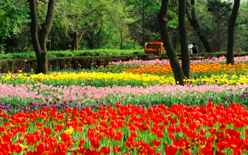 沈阳世博园花朝节_沈阳熊猫馆_沈阳森林动物园五一活动