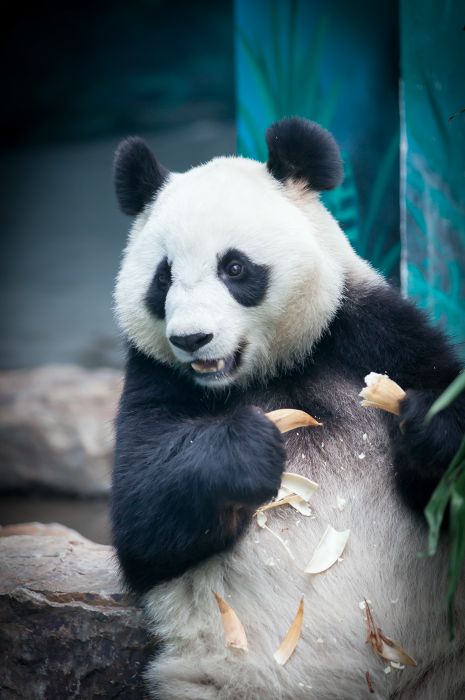 沈阳熊猫馆_沈阳世博园花朝节_沈阳森林动物园五一活动