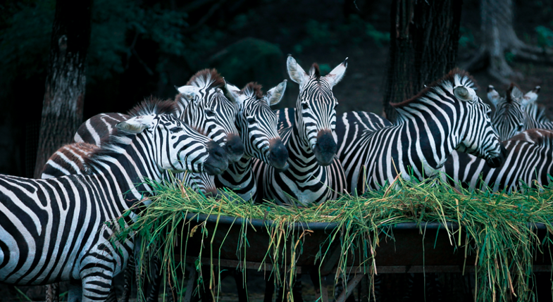 沈阳世博园花朝节_沈阳熊猫馆_沈阳森林动物园五一活动