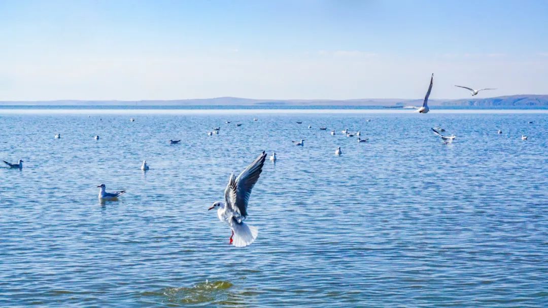 呼伦贝尔大草原莫日格勒河穿越行程_7天环游呼伦贝尔自驾游_自驾游呼伦贝尔大草原攻略