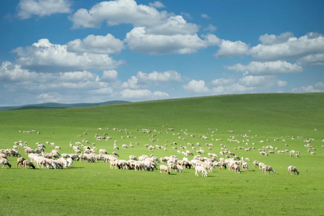 7天环游呼伦贝尔自驾游_呼伦贝尔大草原莫日格勒河穿越行程_自驾游呼伦贝尔大草原攻略