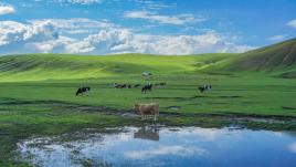 自驾游呼伦贝尔大草原攻略_7天环游呼伦贝尔自驾游_呼伦贝尔大草原莫日格勒河穿越行程