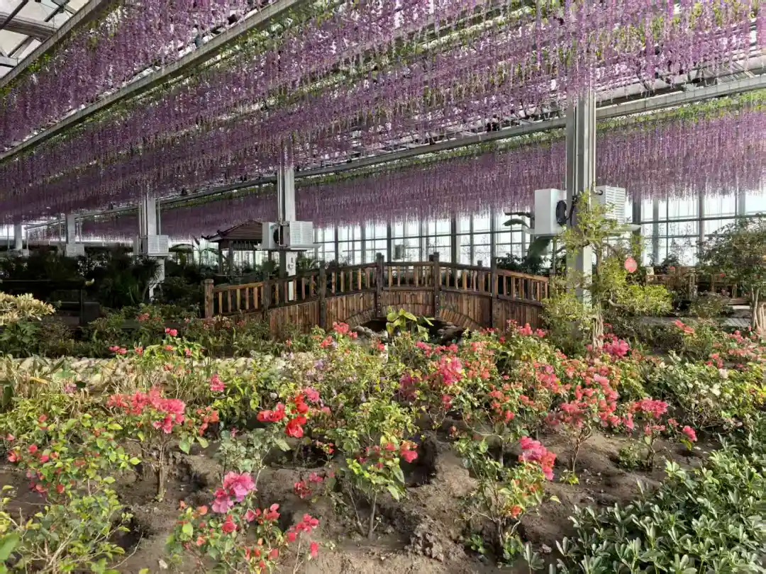 红毛柳观赏指南_呼伦贝尔三月末赏花攻略_自驾游呼伦贝尔大草原攻略