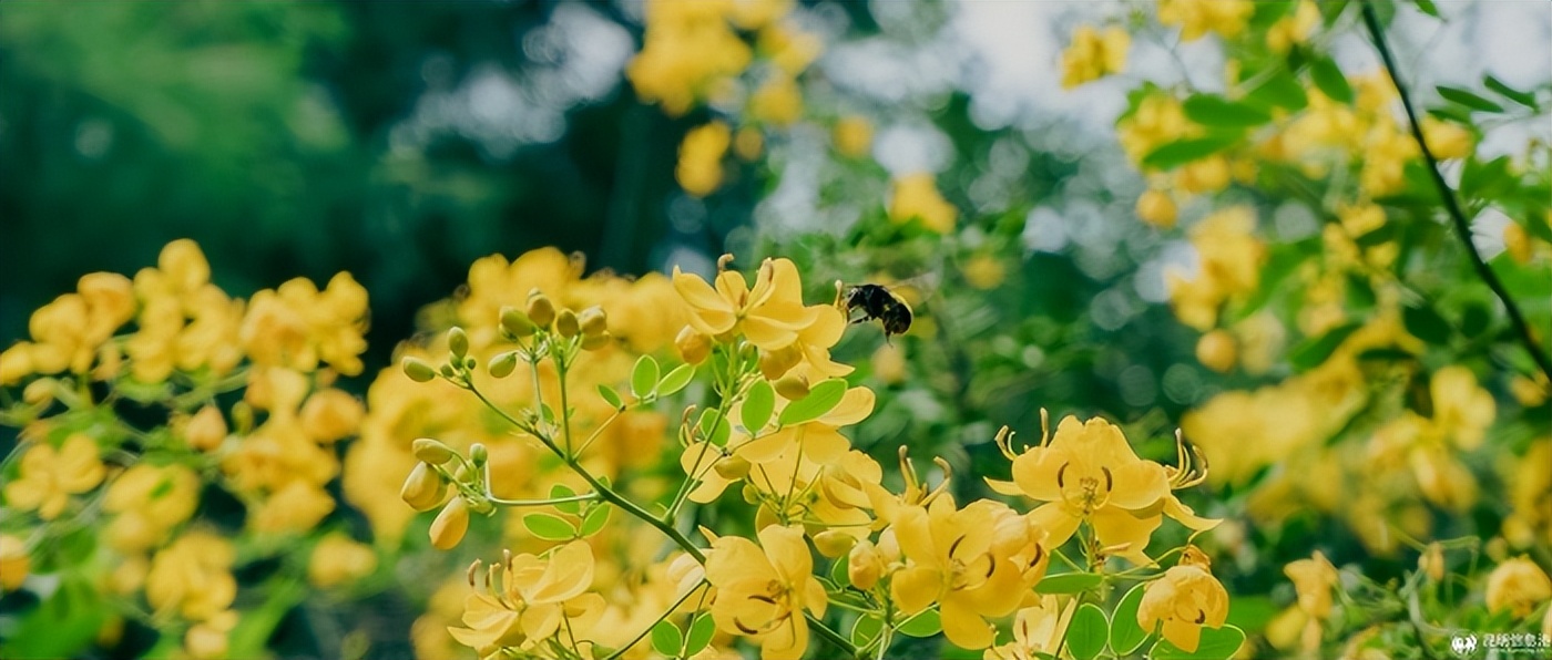 国家示范性高等职业院校_云南昆明专科大学排名_云南交通职业技术学院