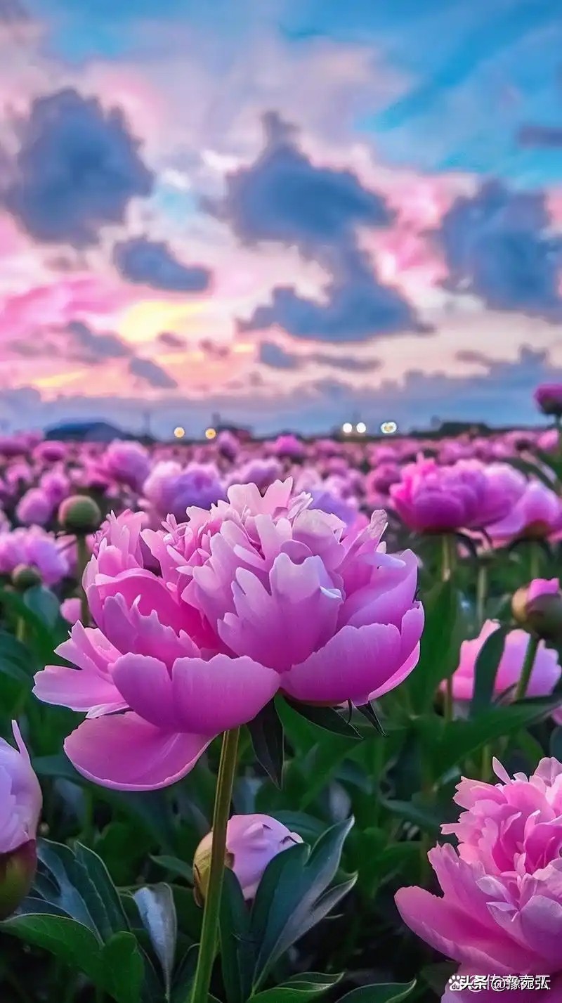 外汇黄金分割_斐波那契回调理论详解_技术分析实战指南