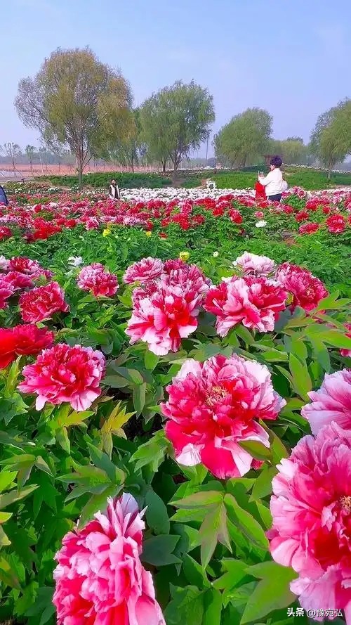 外汇黄金分割_技术分析实战指南_斐波那契回调理论详解