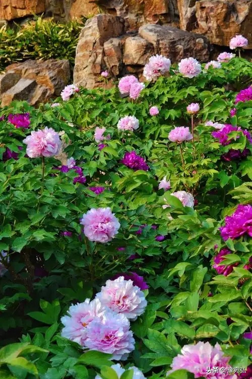 斐波那契回调理论详解_外汇黄金分割_技术分析实战指南