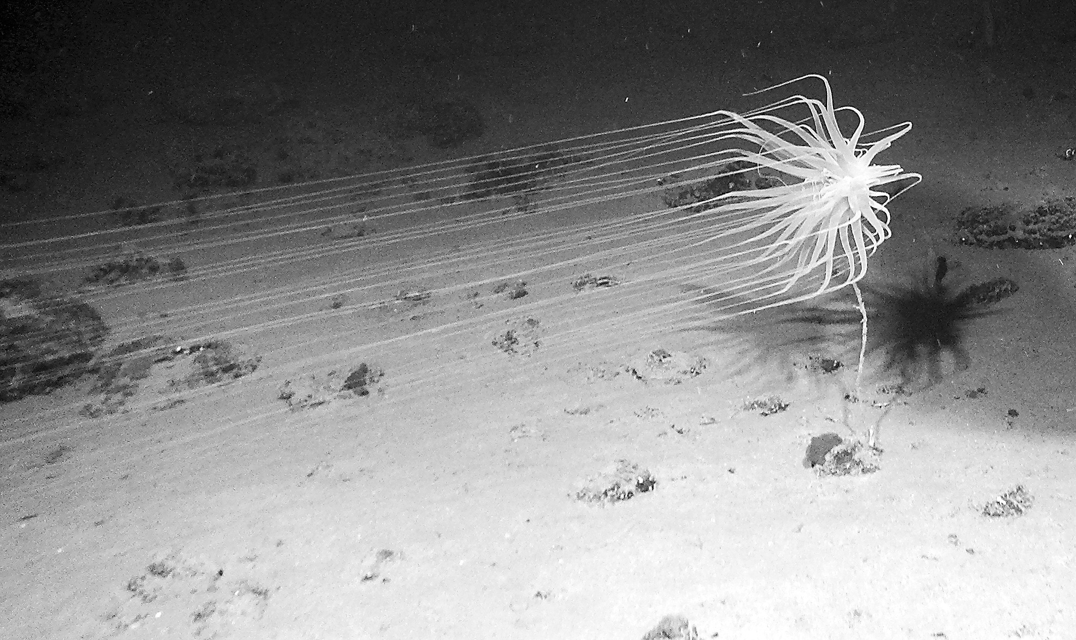 铁锰结核结壳_深海采矿环境保护_深海采矿多金属结核