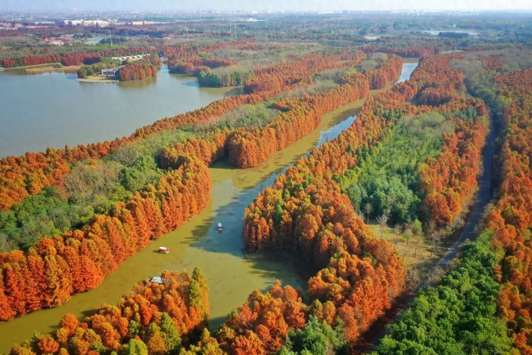 海湾国家森林公园红叶节_梅园赏花旅游_奉贤海湾森林公园