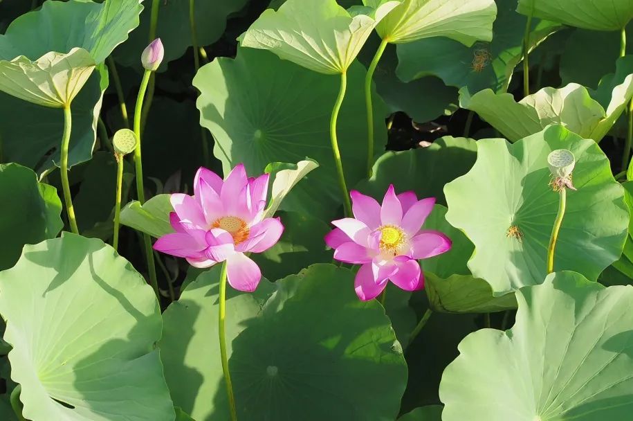 梅园赏花旅游_海湾国家森林公园红叶节_奉贤海湾森林公园