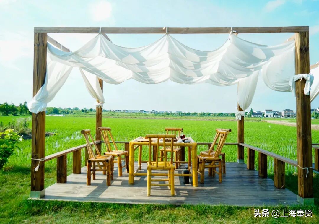 奉贤音乐会街舞活动_奉贤旅游路线_奉贤海湾森林公园