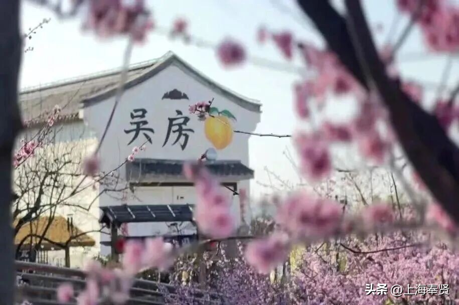 奉贤音乐会街舞活动_奉贤海湾森林公园_奉贤旅游路线