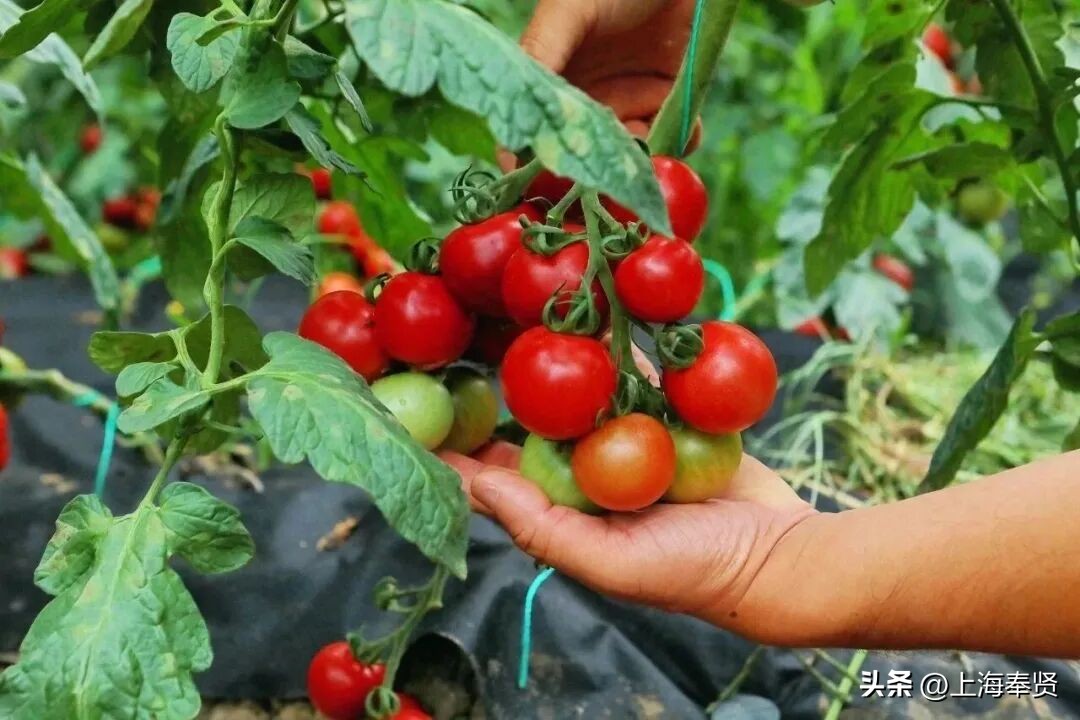 奉贤海湾森林公园_奉贤旅游路线_奉贤音乐会街舞活动