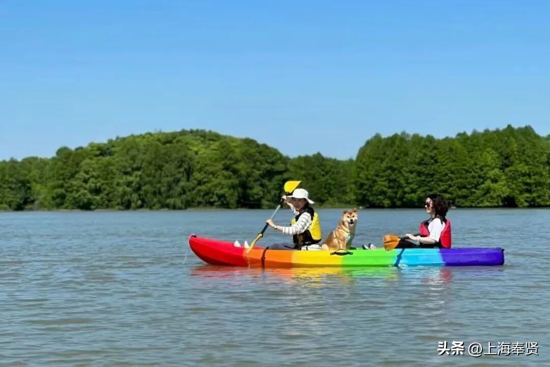 冠军之家夜市活动_奉贤海湾森林公园_奉贤海湾镇旅游攻略