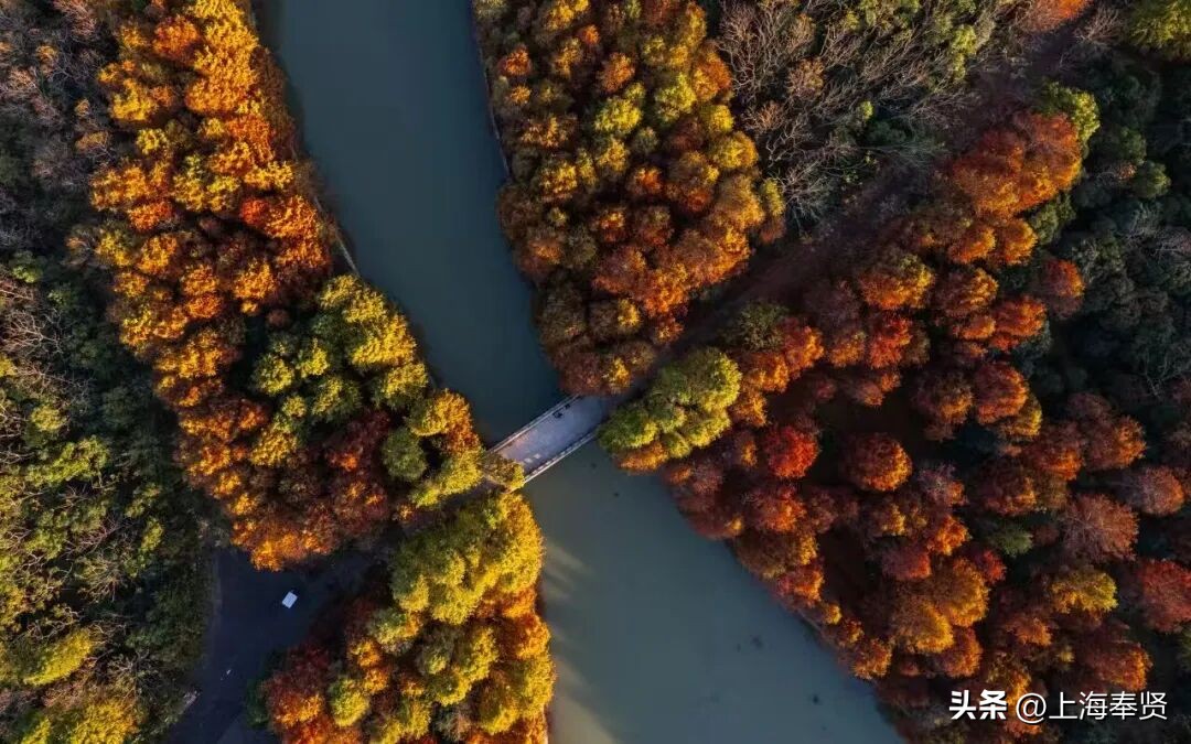 奉贤海湾森林公园_冠军之家夜市活动_奉贤海湾镇旅游攻略
