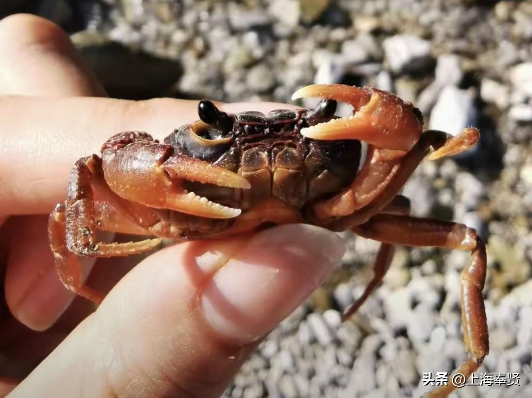 奉贤海湾森林公园_奉贤海湾镇旅游攻略_冠军之家夜市活动