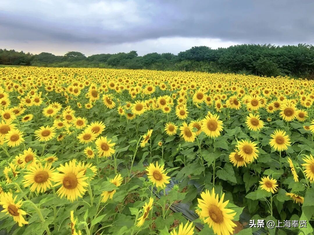 冠军之家夜市活动_奉贤海湾森林公园_奉贤海湾镇旅游攻略