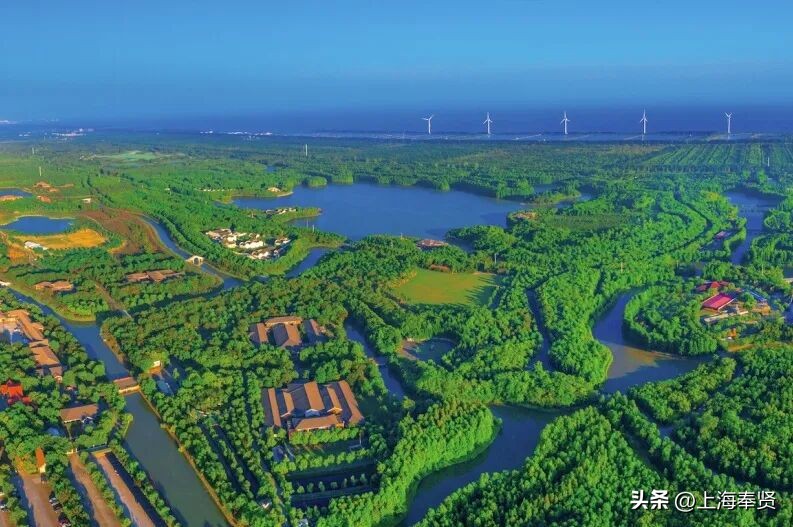 奉贤海湾镇旅游攻略_冠军之家夜市活动_奉贤海湾森林公园