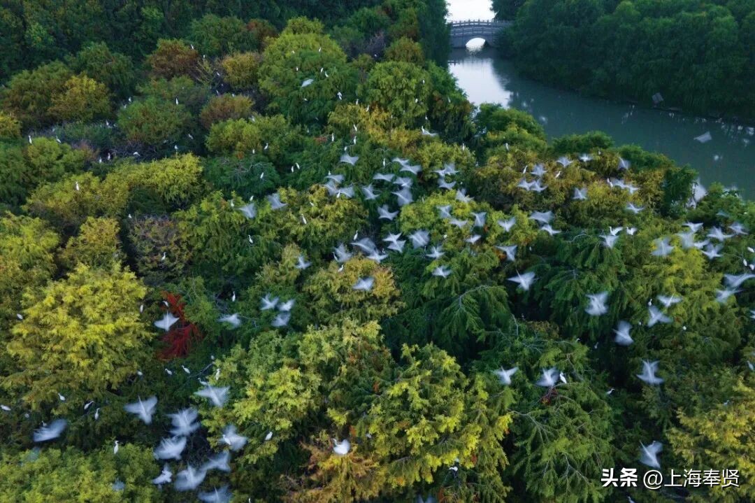 冠军之家夜市活动_奉贤海湾镇旅游攻略_奉贤海湾森林公园