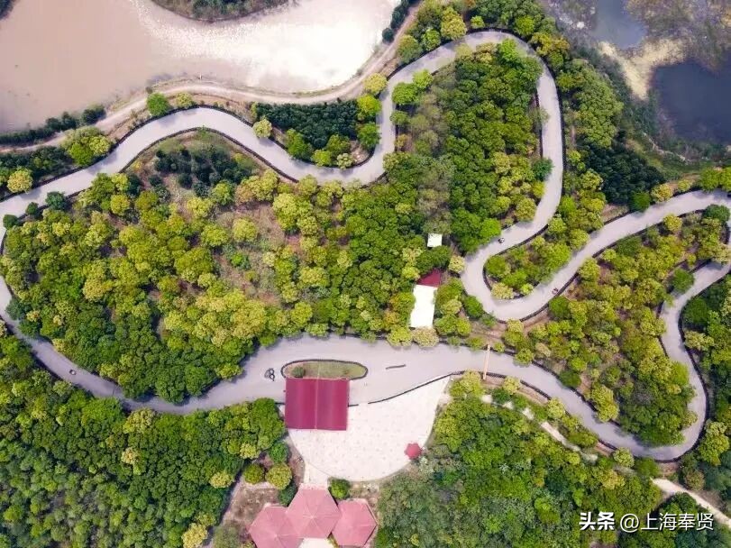 冠军之家夜市活动_奉贤海湾森林公园_奉贤海湾镇旅游攻略